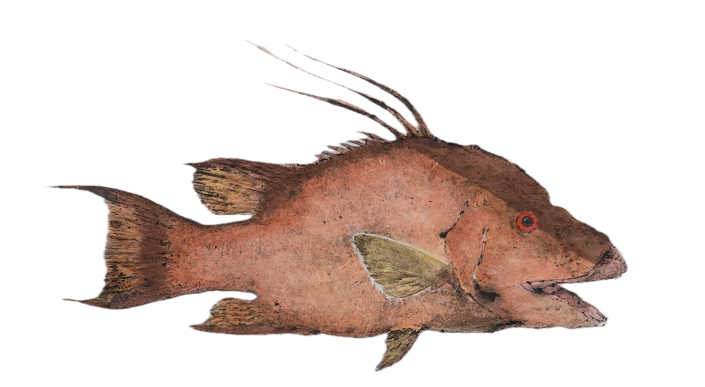 1AA: Hogfish Fish Print 18" x 24"