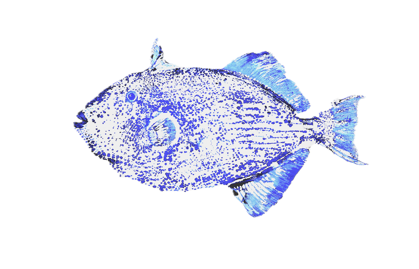 1H: Ornate Triggerfish Fish Print - Blue 12" x 16"