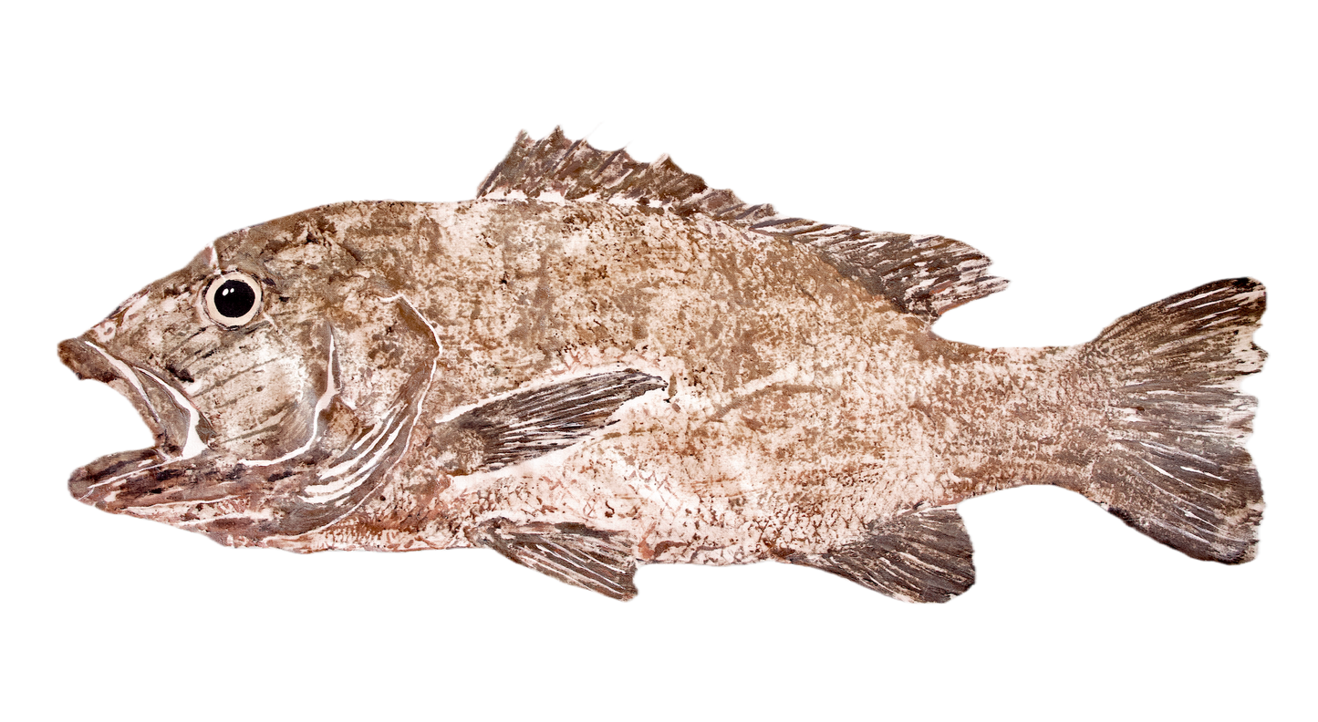 1J: Cubera Snapper Fish Print Full Color 18" x 24"
