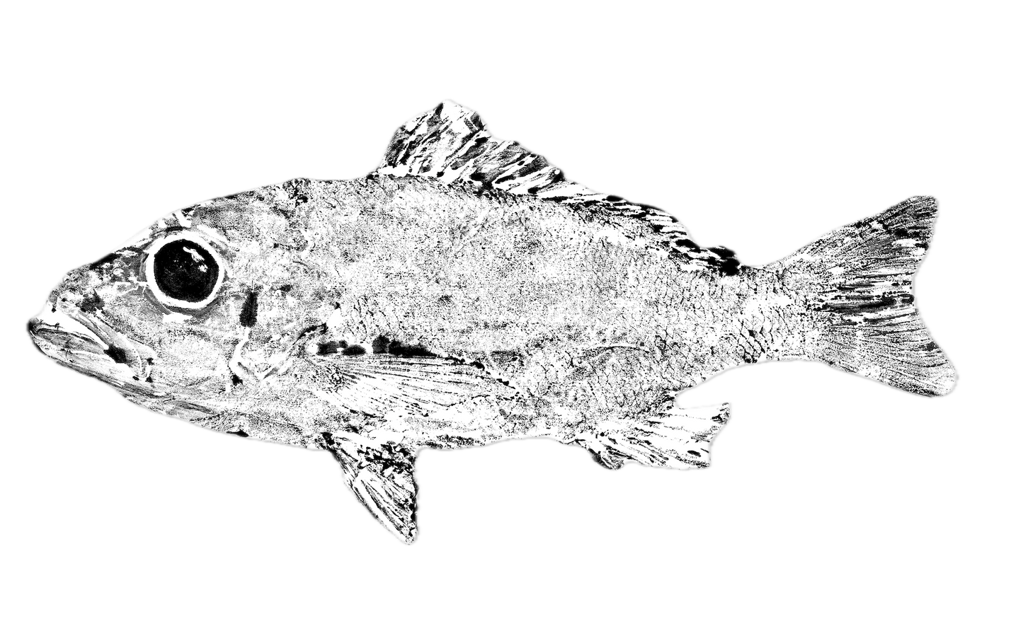 1L: Mahogany Snapper Fish Print - Traditional 12" x 16"