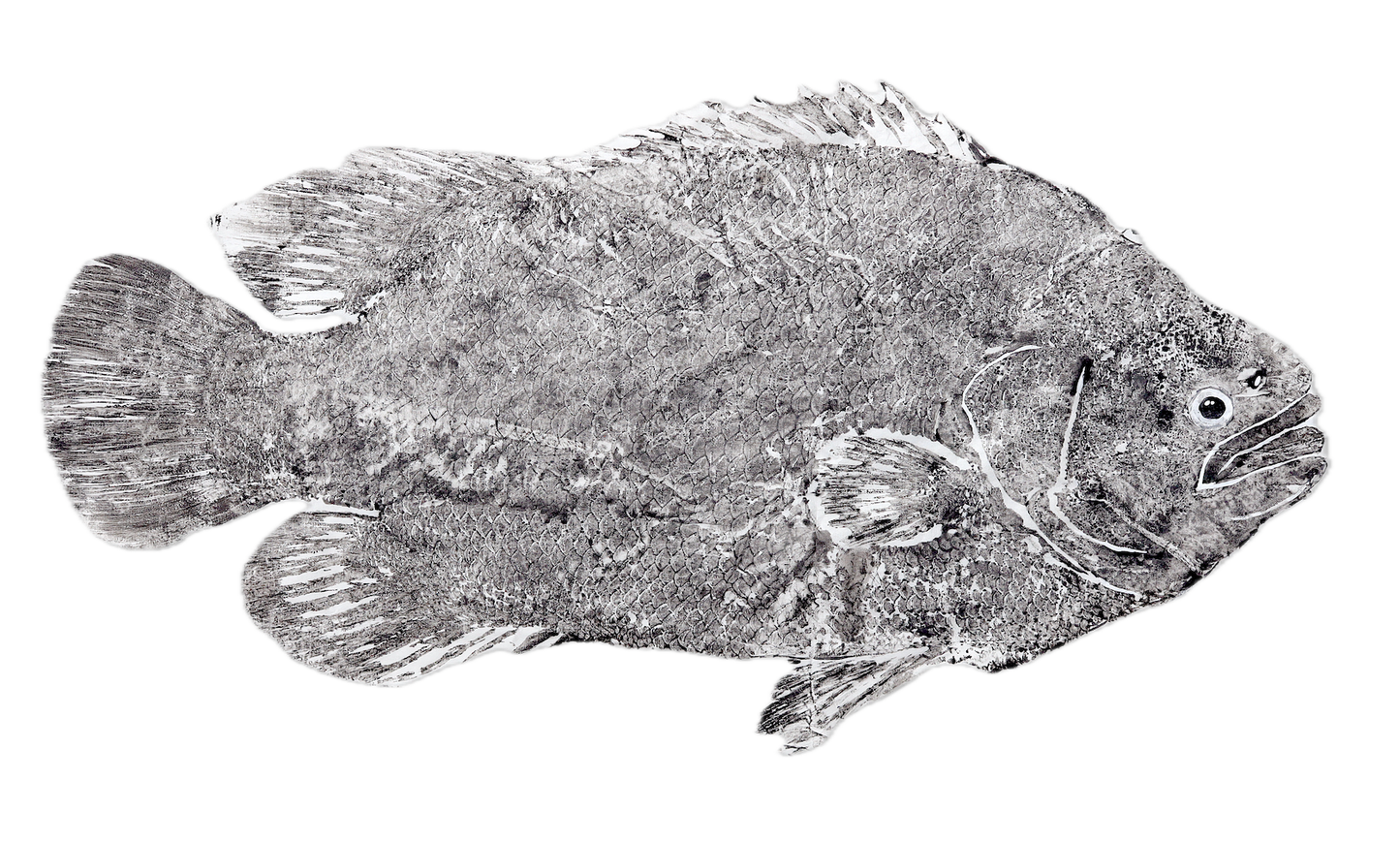 1D: Tripletail Fish Print - Traditional 16" x 20"