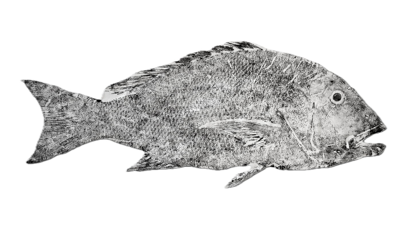1E: Mutton Snapper Fish Print - Traditional 16" x 20"