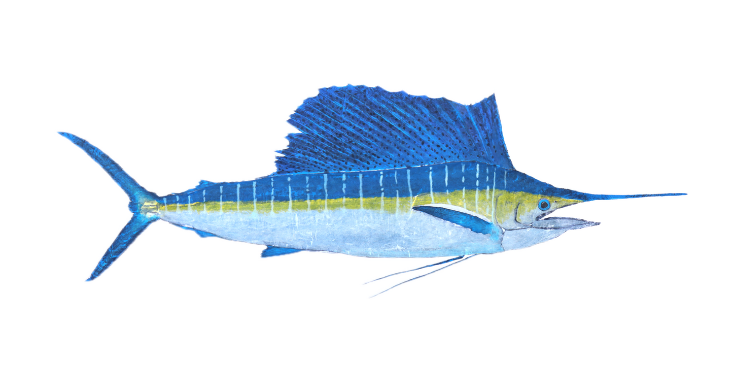 1AAB Sailfish Full Color - Limited Run