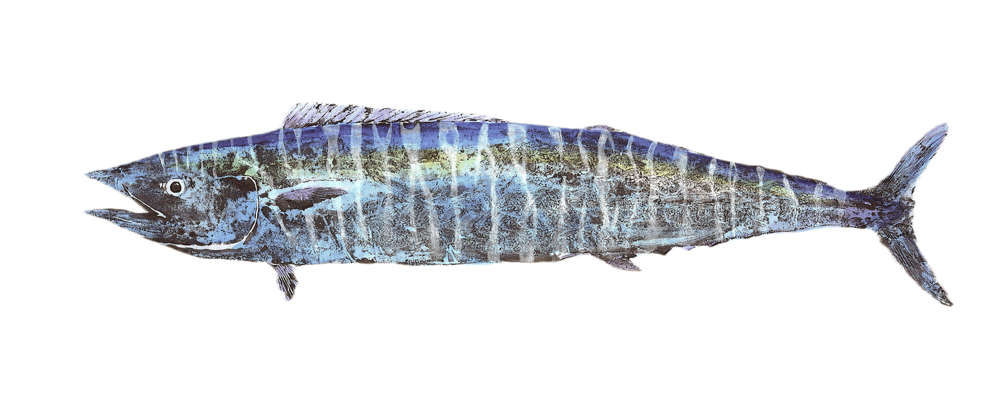1C: Wahoo Fish Print Full Color - Limited Edition 20" x 30"