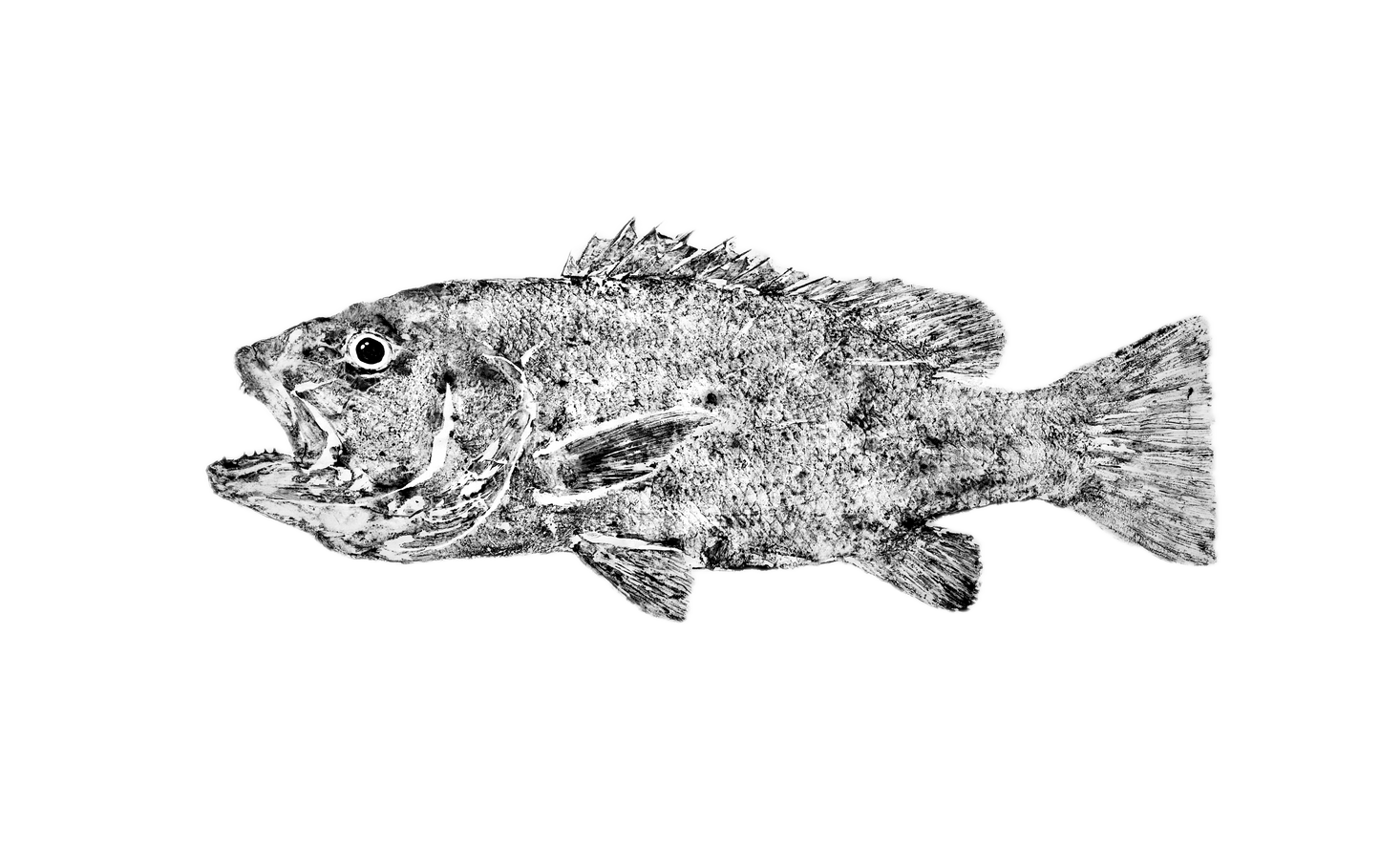 1I: Cubera Snapper Fish Print - Traditional 18" x 24"