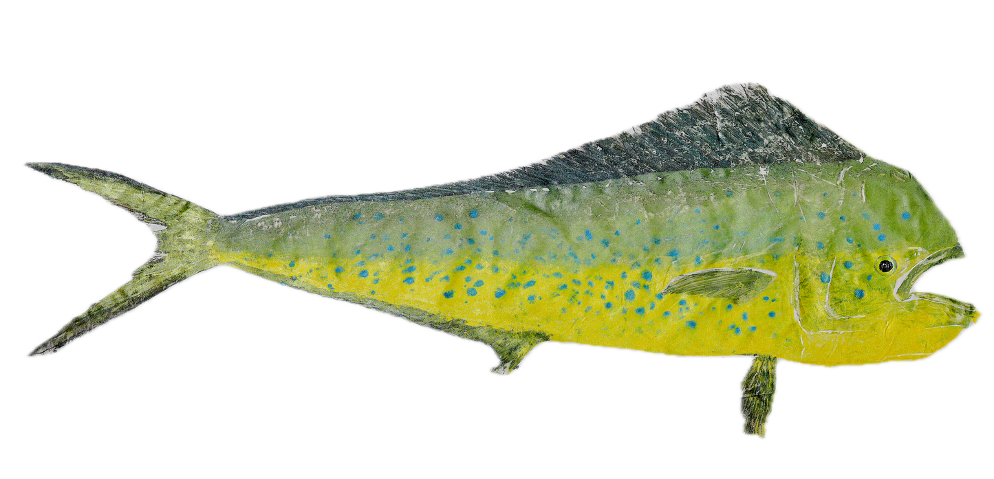 1A: Mahi Mahi Fish Print - Full Color 20" x 30"